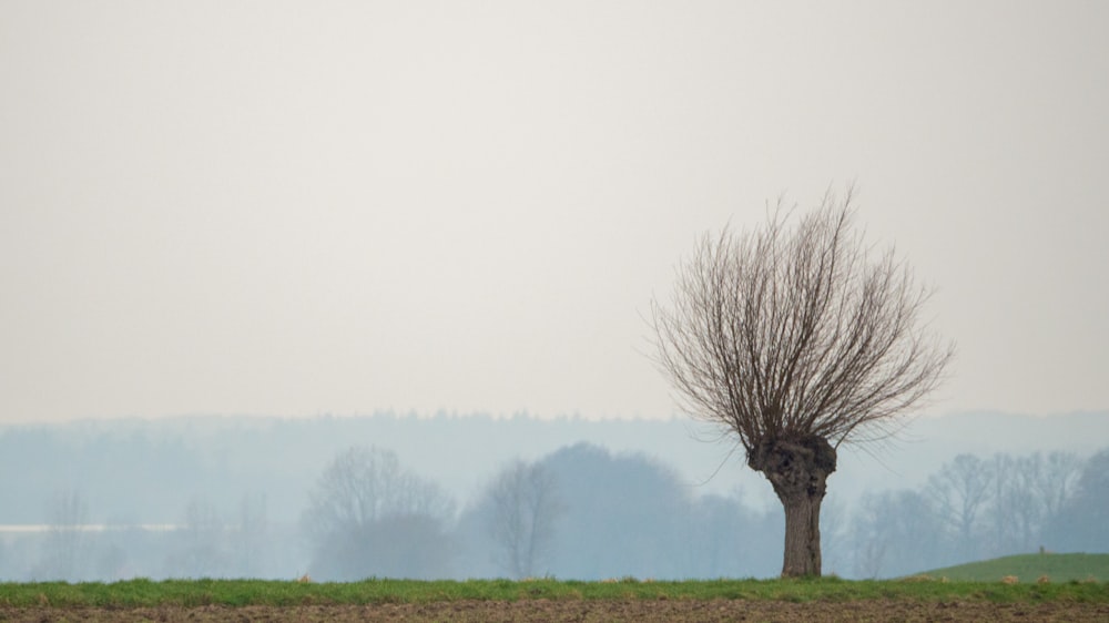 leafless tree on green grass field