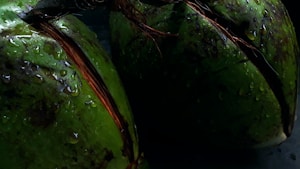 Organic Coconut Oil