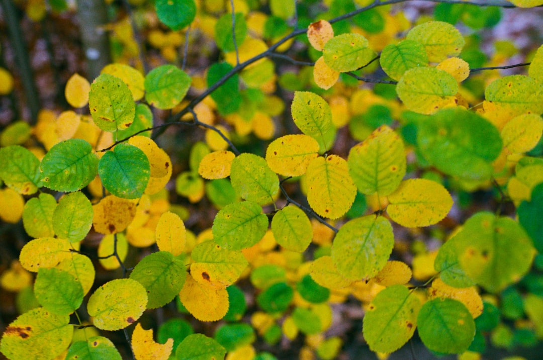 green leaves in tilt shift lens