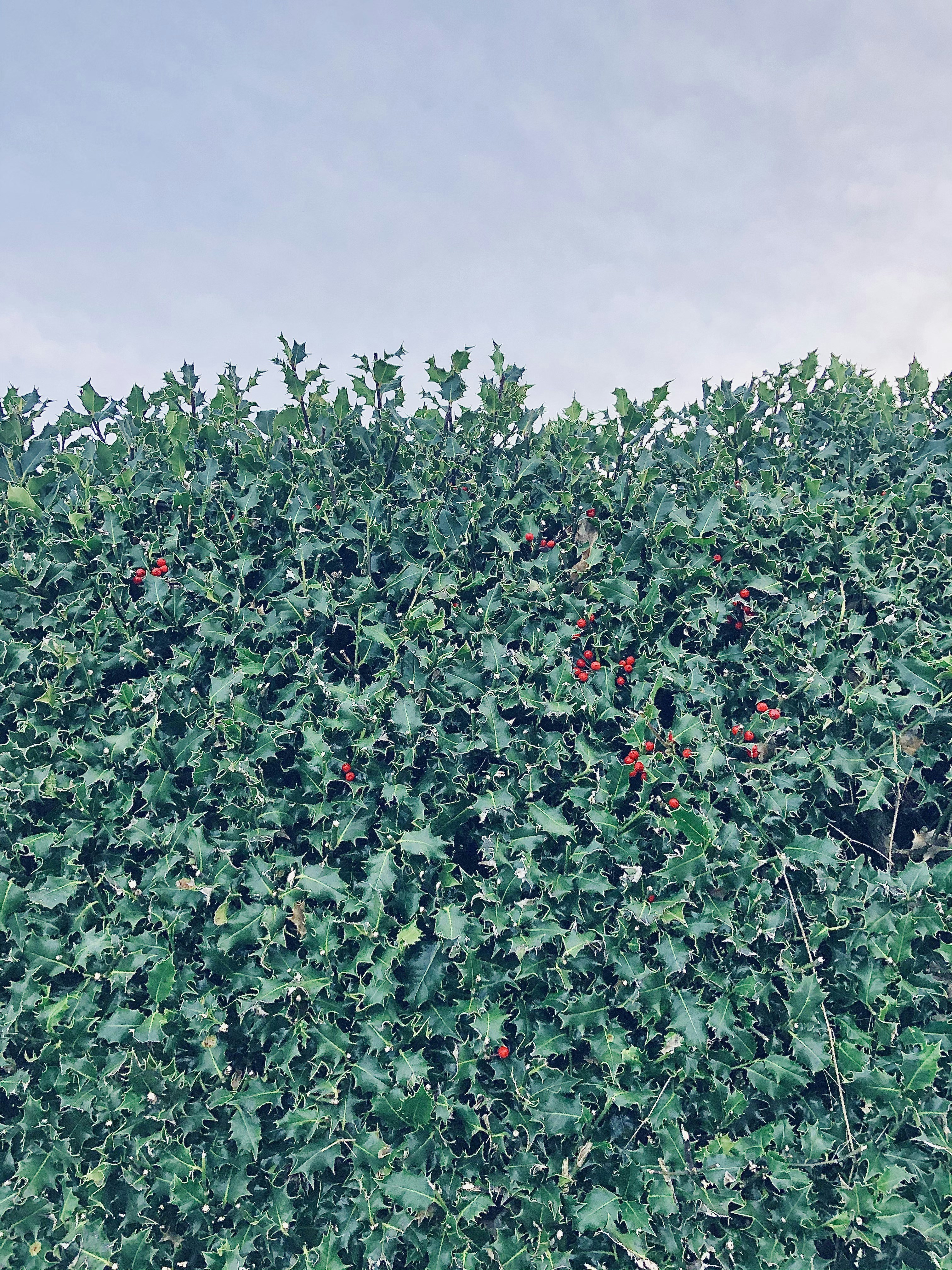 red round fruits on green grass field during daytime