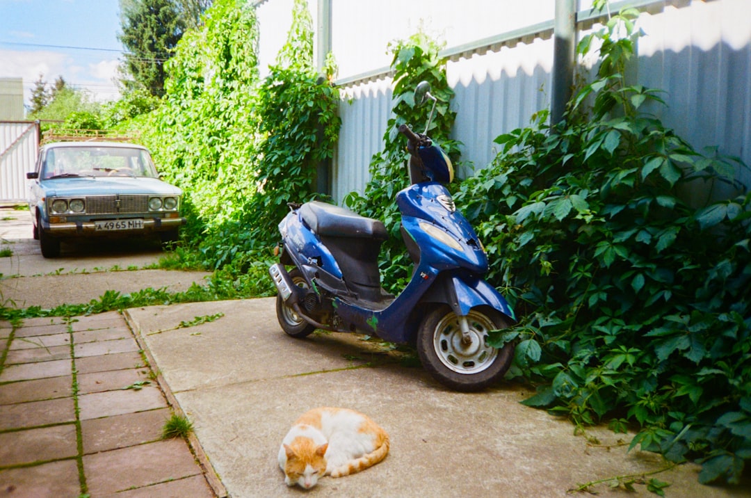 black and blue motor scooter parked beside green plants during daytime