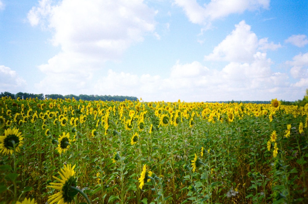 yellow flower field under white clouds during daytime