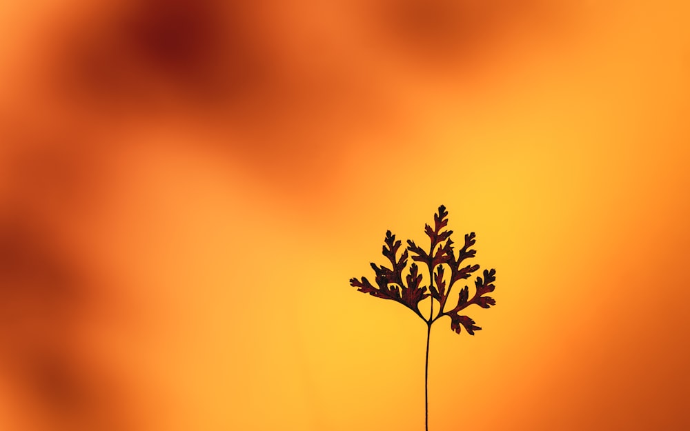 yellow flower in tilt shift lens