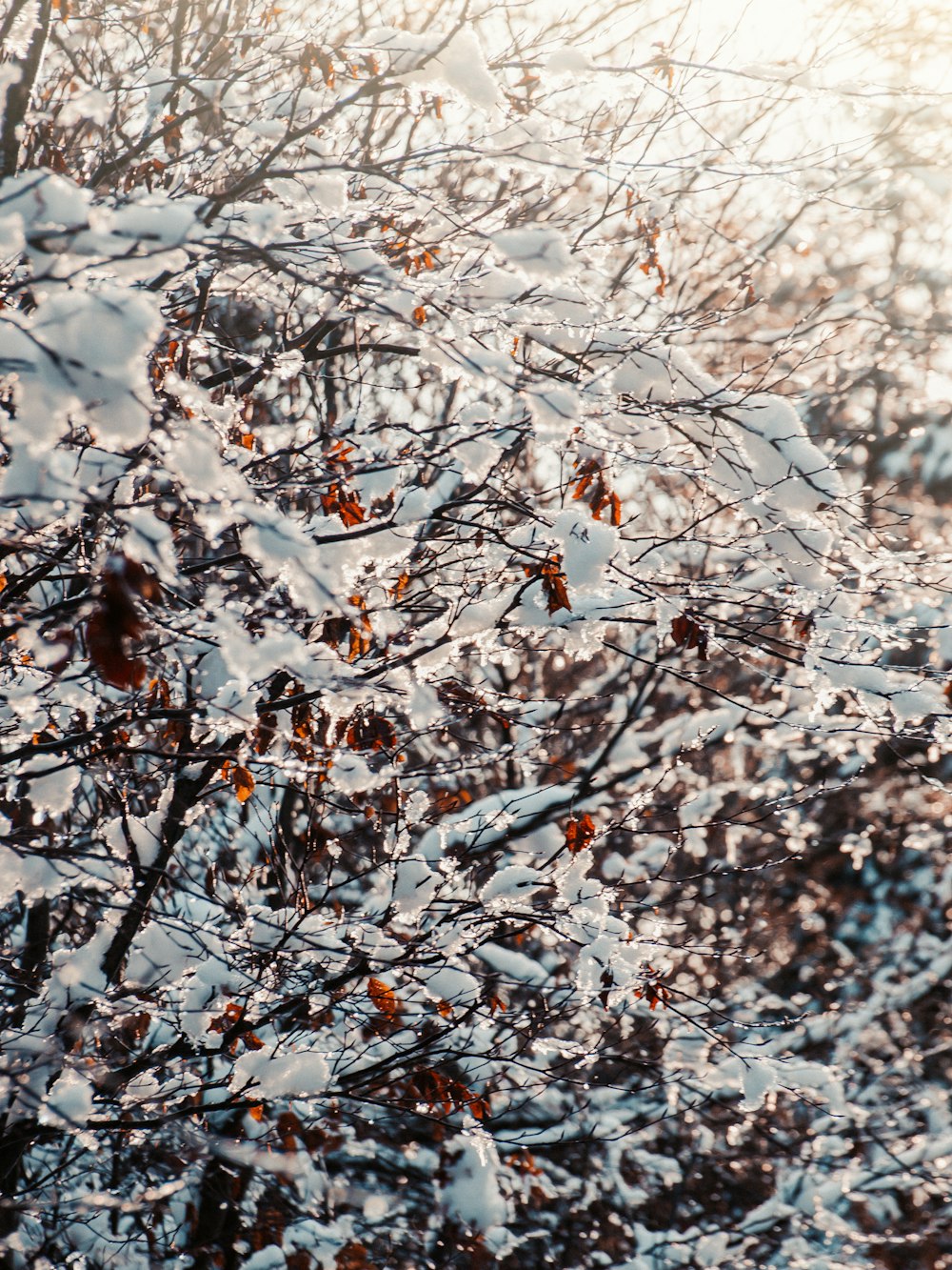 white and brown tree branches