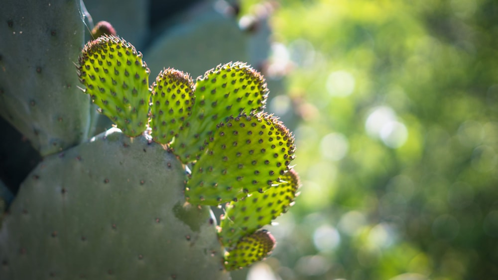 Cactus verde con gotas de agua