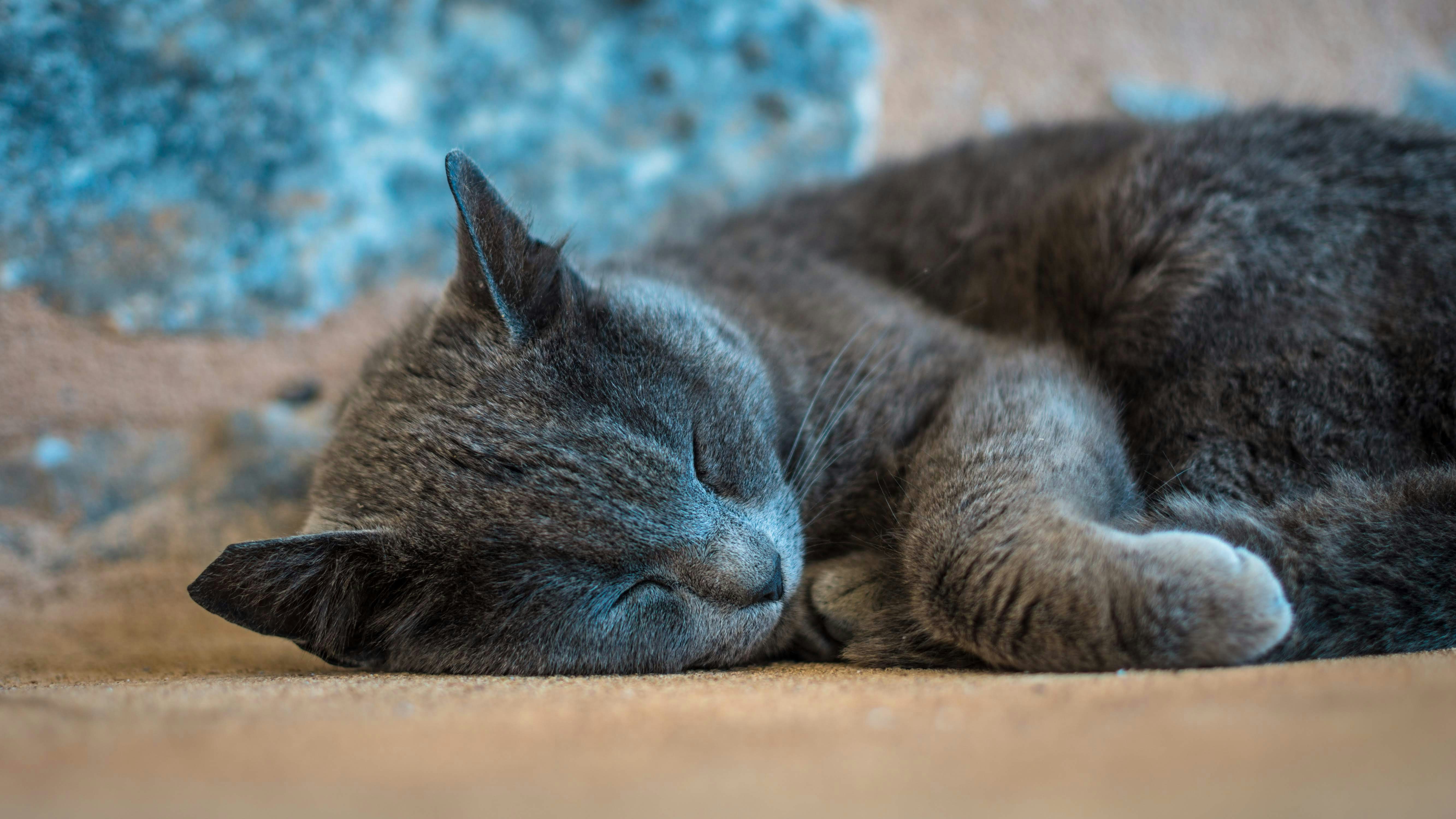 Blue solid Maine Coon kitten relaxing