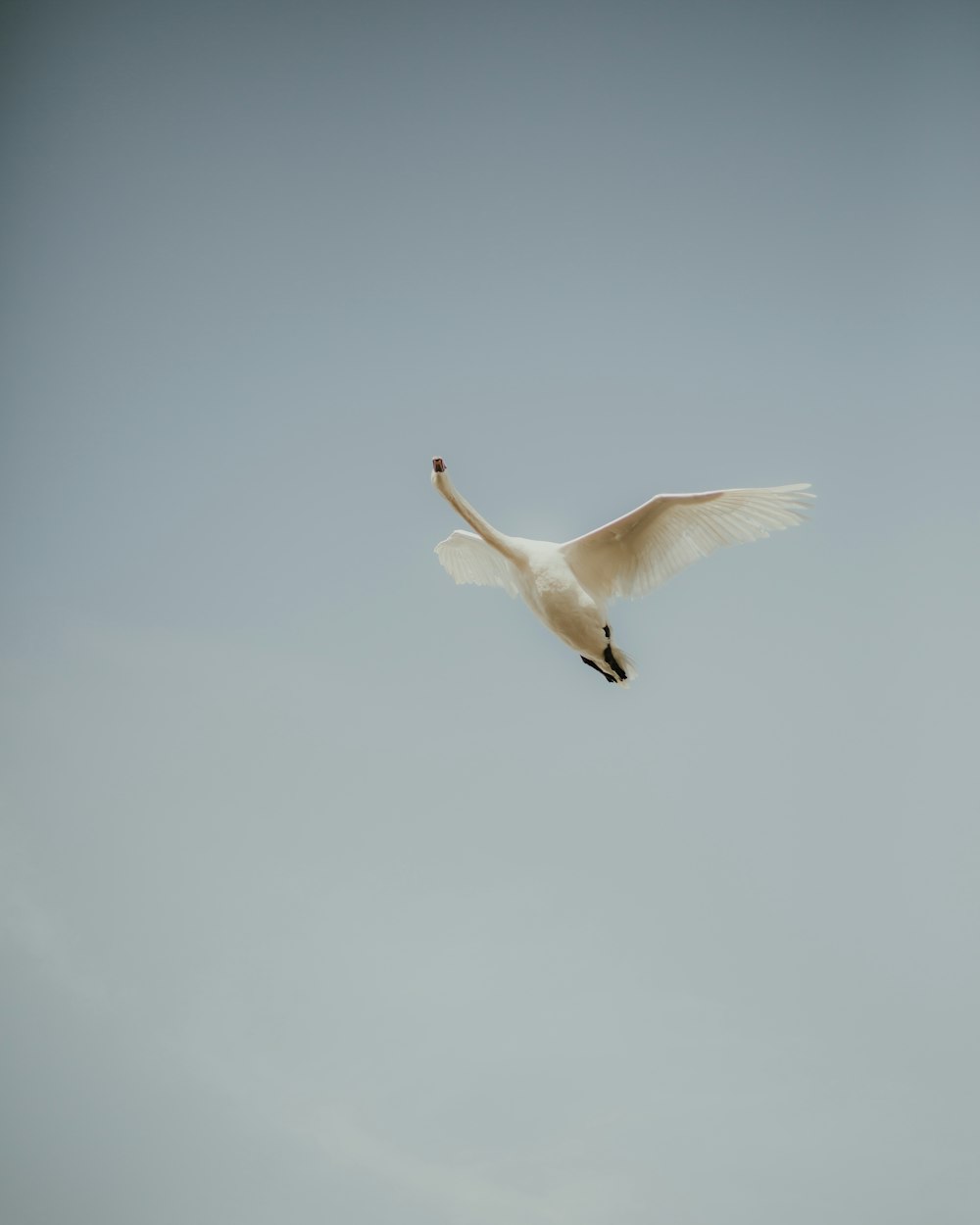 white bird flying in the sky