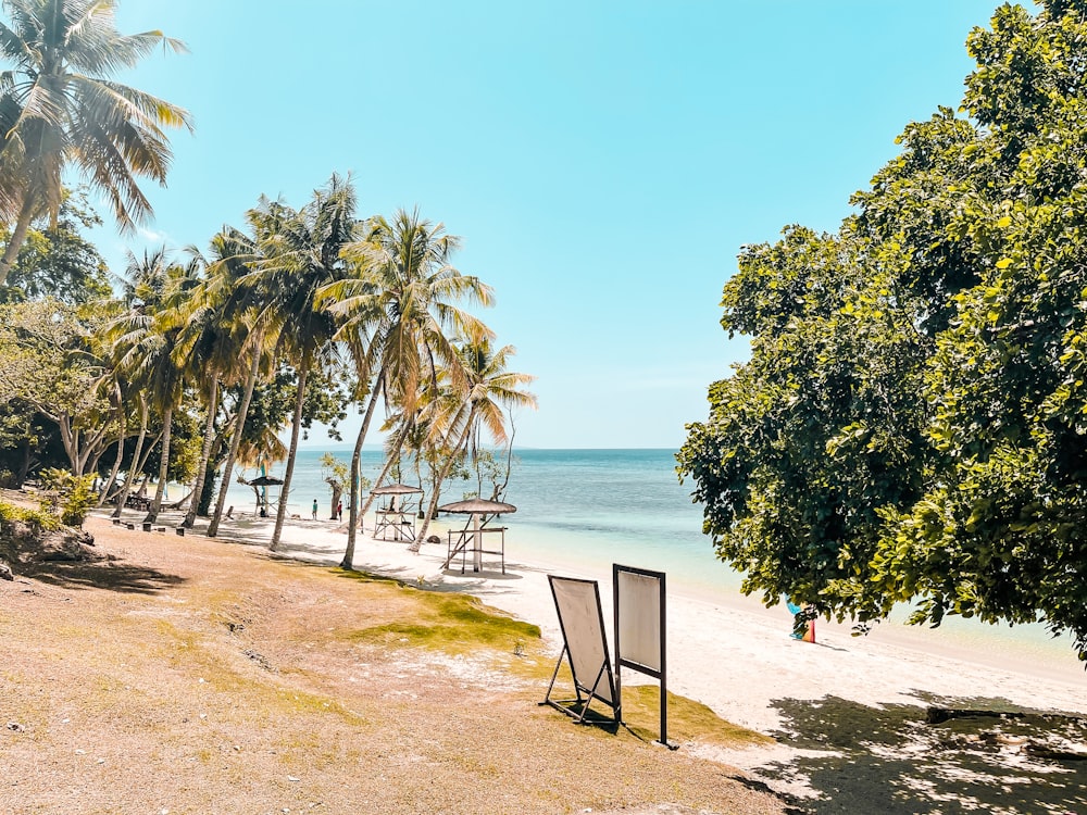 green palm trees on beach shore during daytime