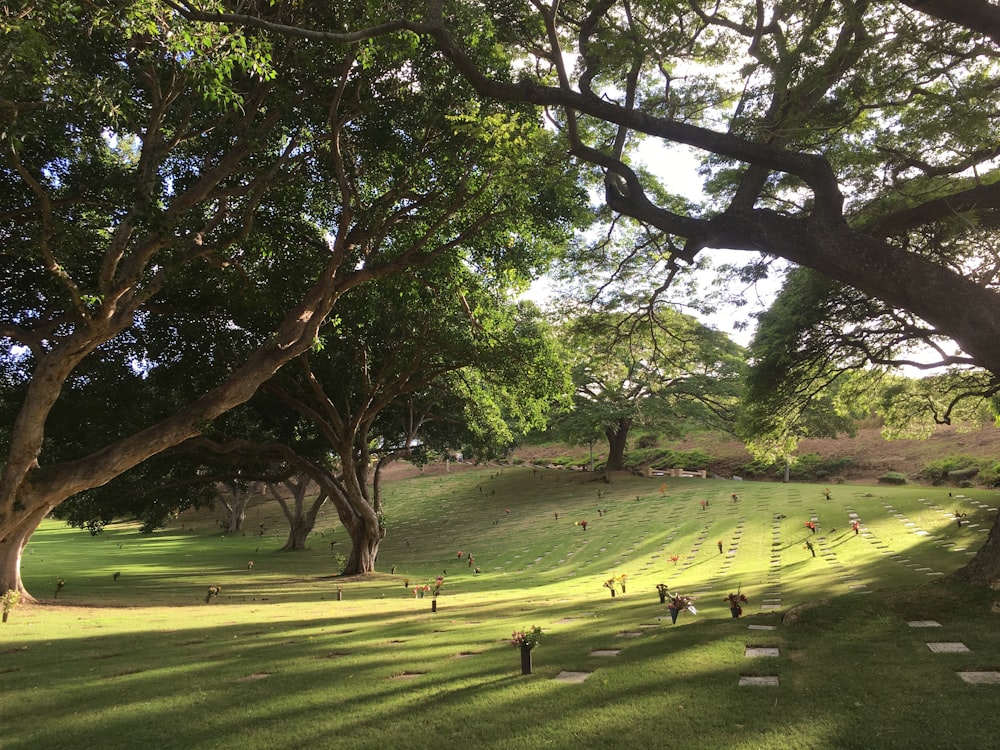 green grass field with trees during daytime