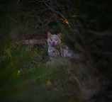 Volunteers carefully rescuing a shy cat from a wooded area.