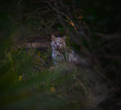 Volunteers carefully rescuing a shy cat from a wooded area.