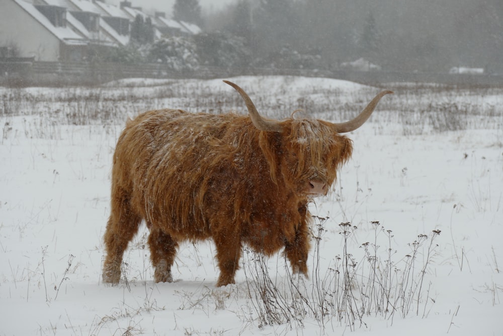 brown animal on snow covered ground during daytime