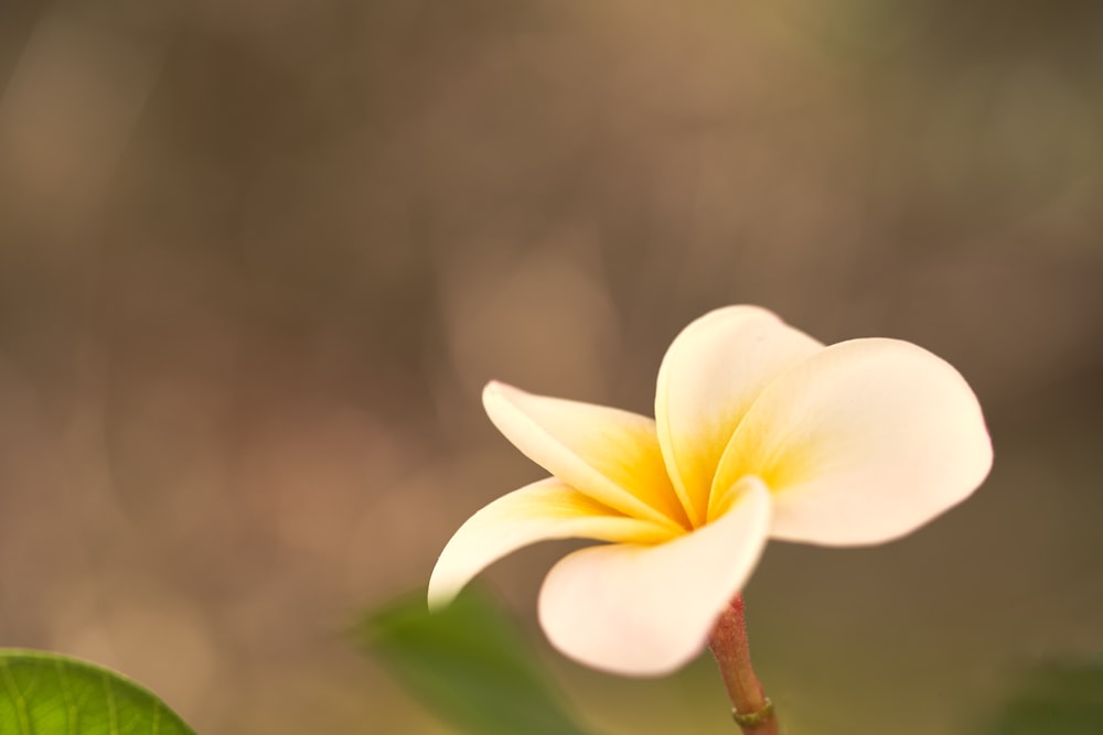 flor branca e amarela na lente tilt shift