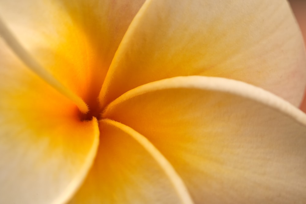 yellow and white flower in macro photography