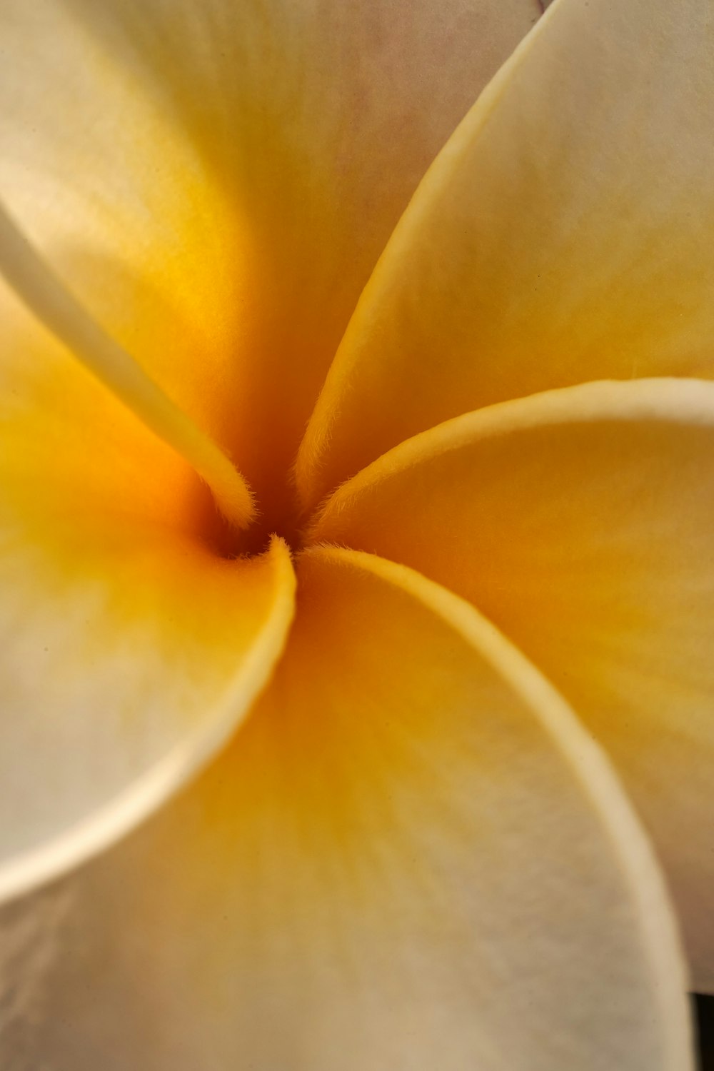 flor amarilla y blanca en fotografía de primer plano