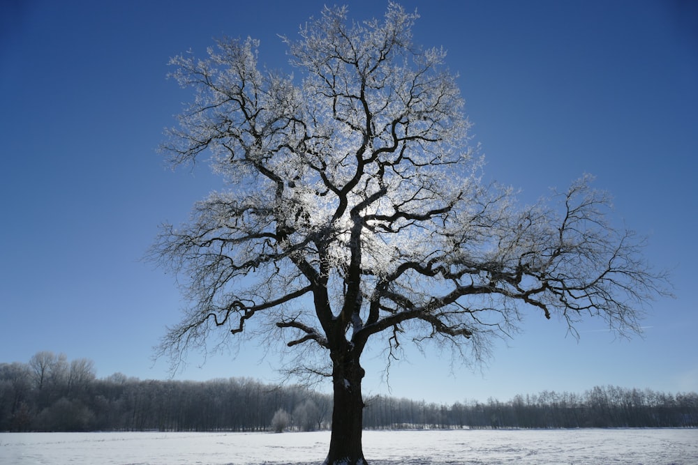 leafless tree on snow covered ground during daytime