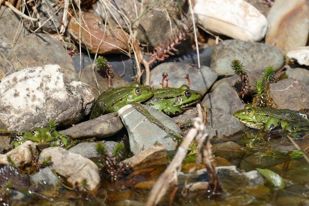 green frog on brown and gray rock