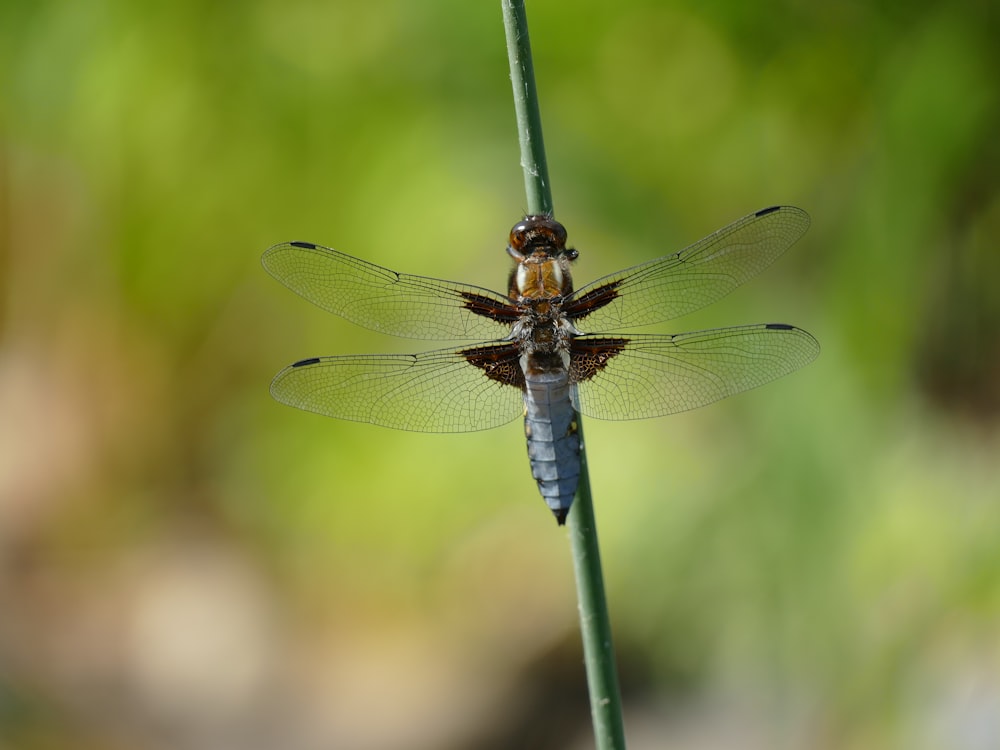 brown and black dragonfly perched on green leaf in close up photography during daytime