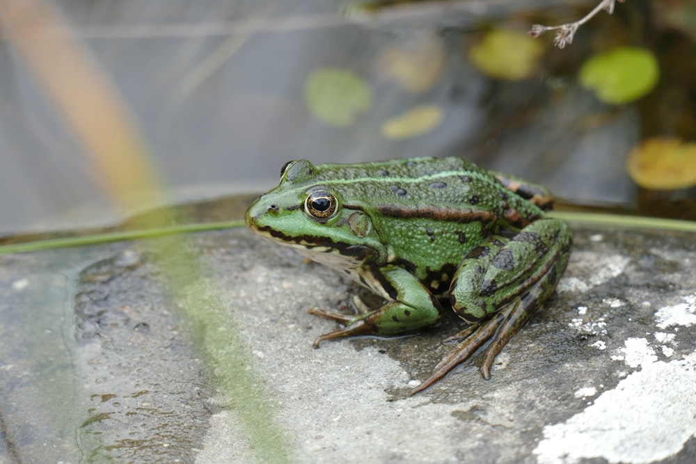 green frog on gray rock