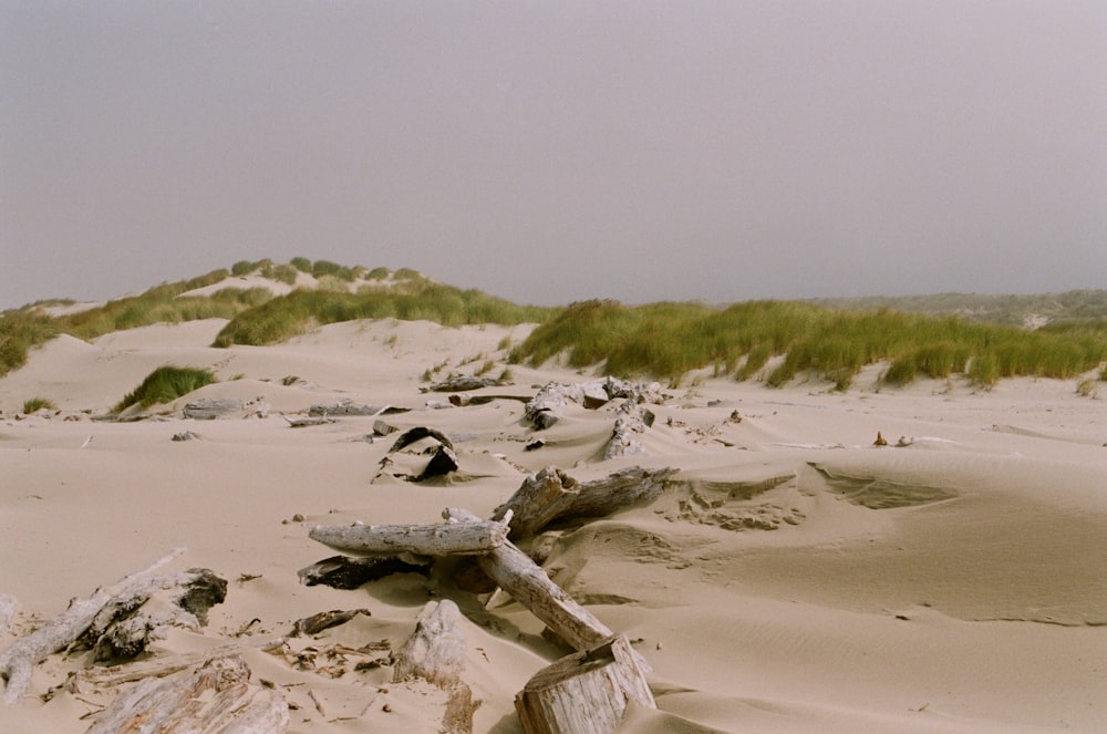 brown wood log on white sand during daytime