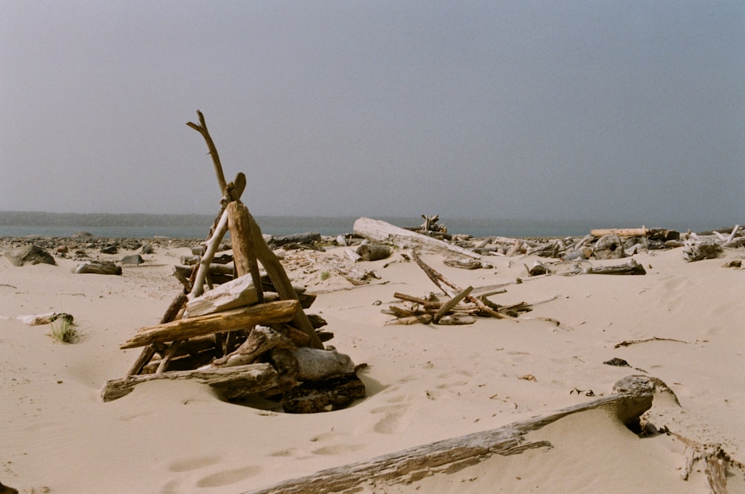 brown wooden tree log on white sand during daytime