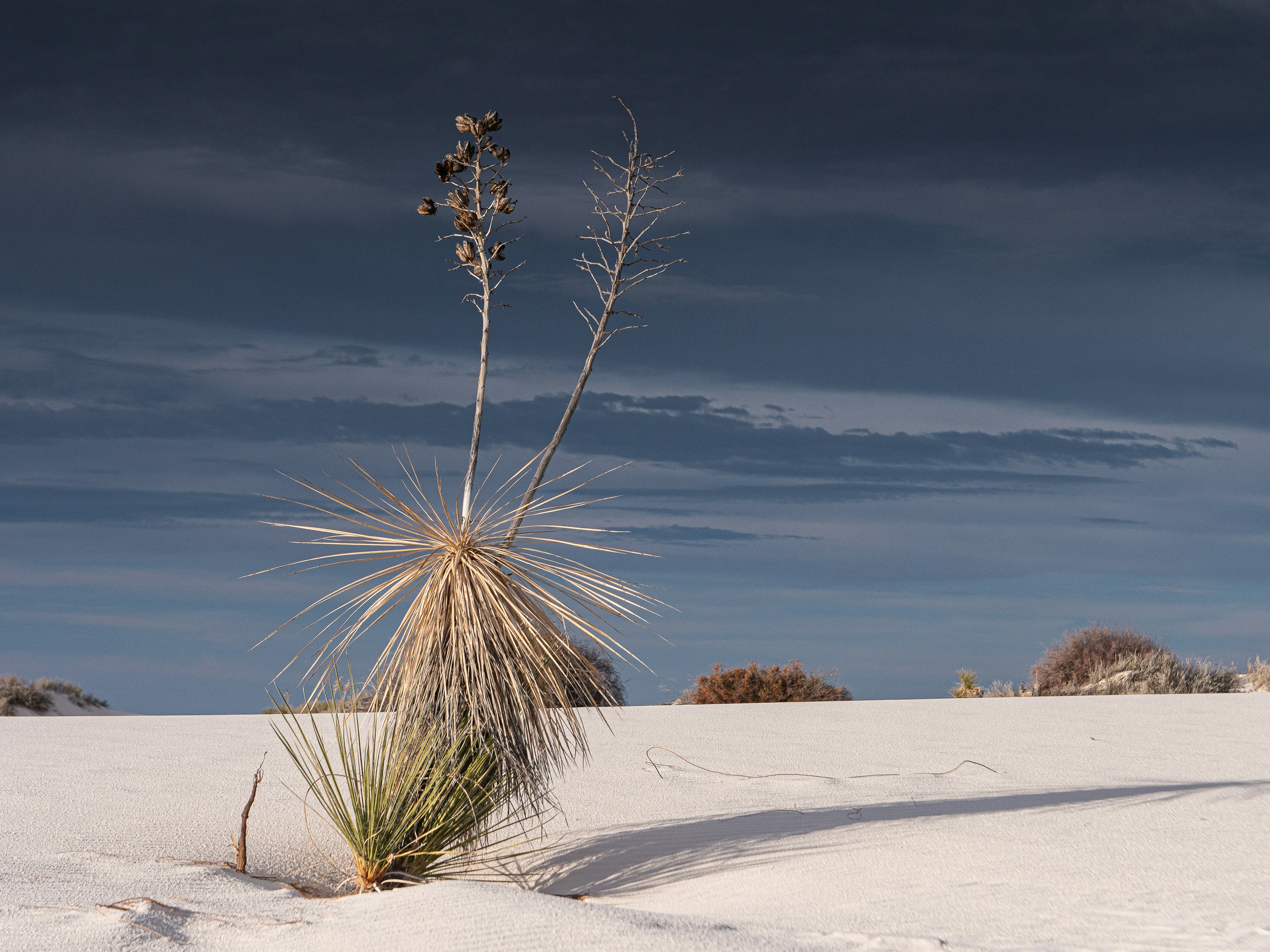 brown grass on white sand under blue sky during daytime
