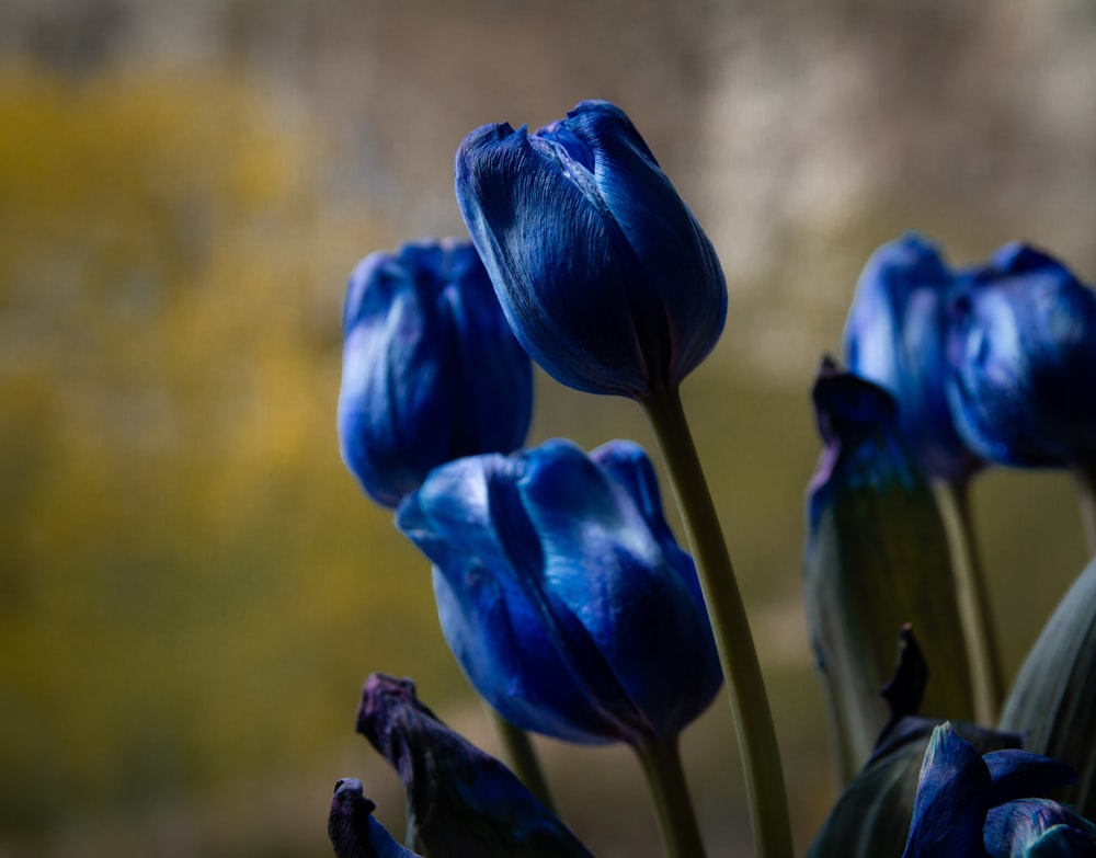 blue flower in macro shot