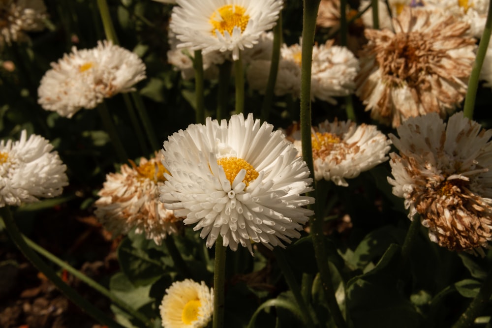 flores blancas y amarillas durante el día