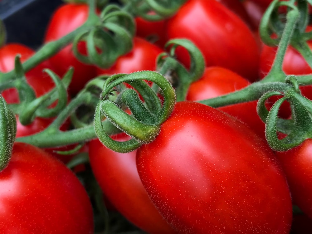 red tomato fruit in close up photography