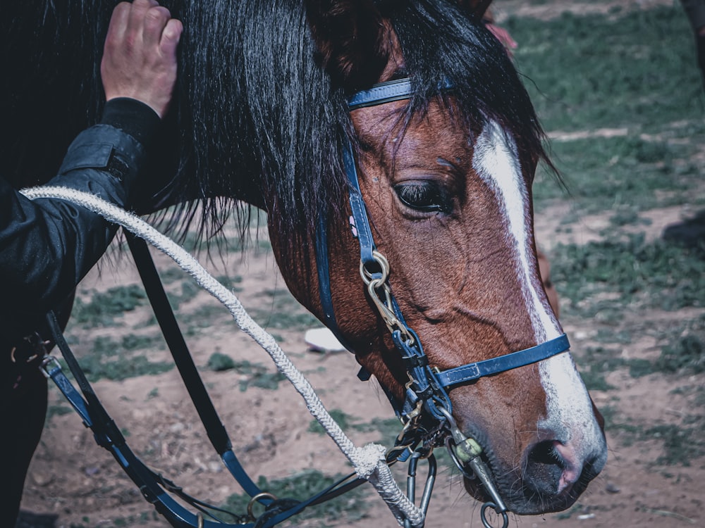 person in black jacket standing beside brown and white horse