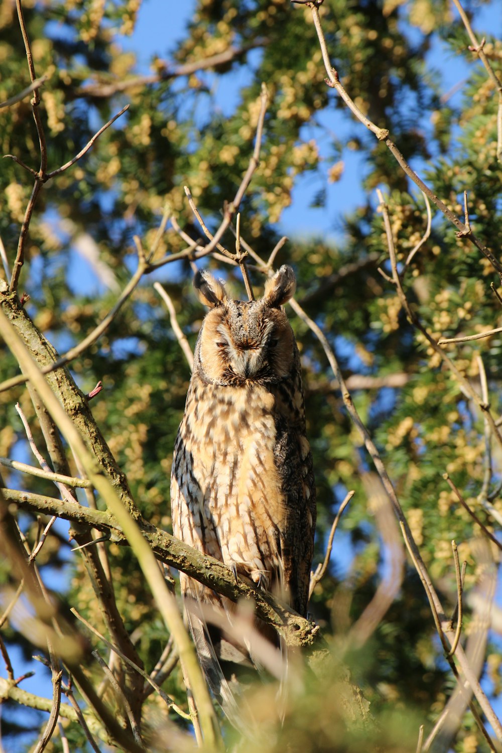 brown and white owl on tree branch during daytime