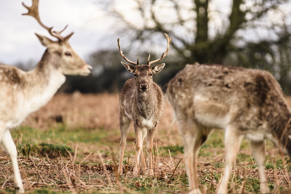 brown deer on brown grass during daytime