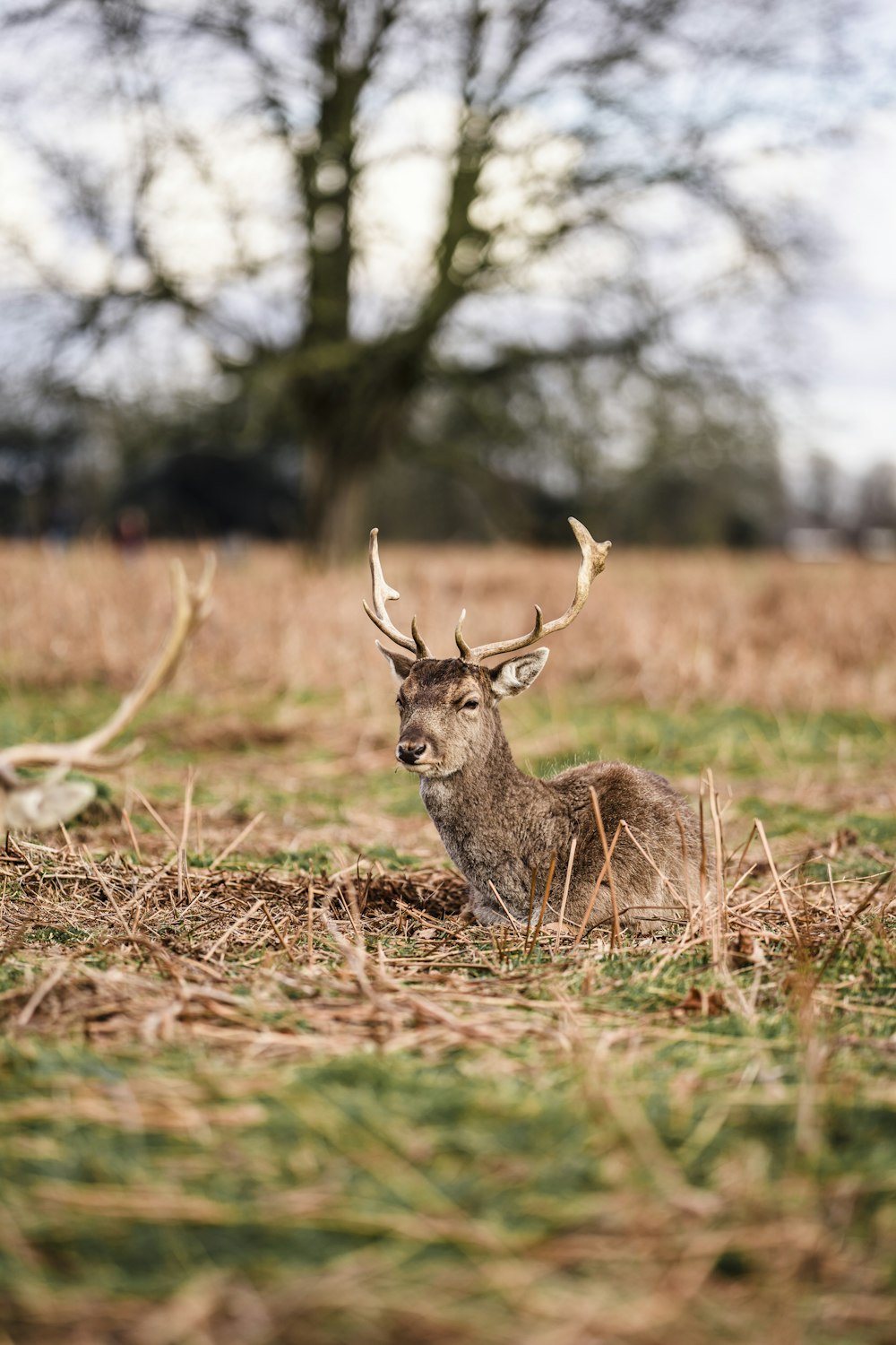 brown deer on brown grass field during daytime