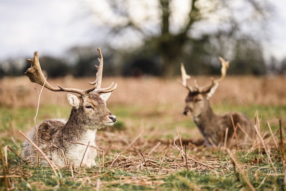 brown deer on brown grass during daytime