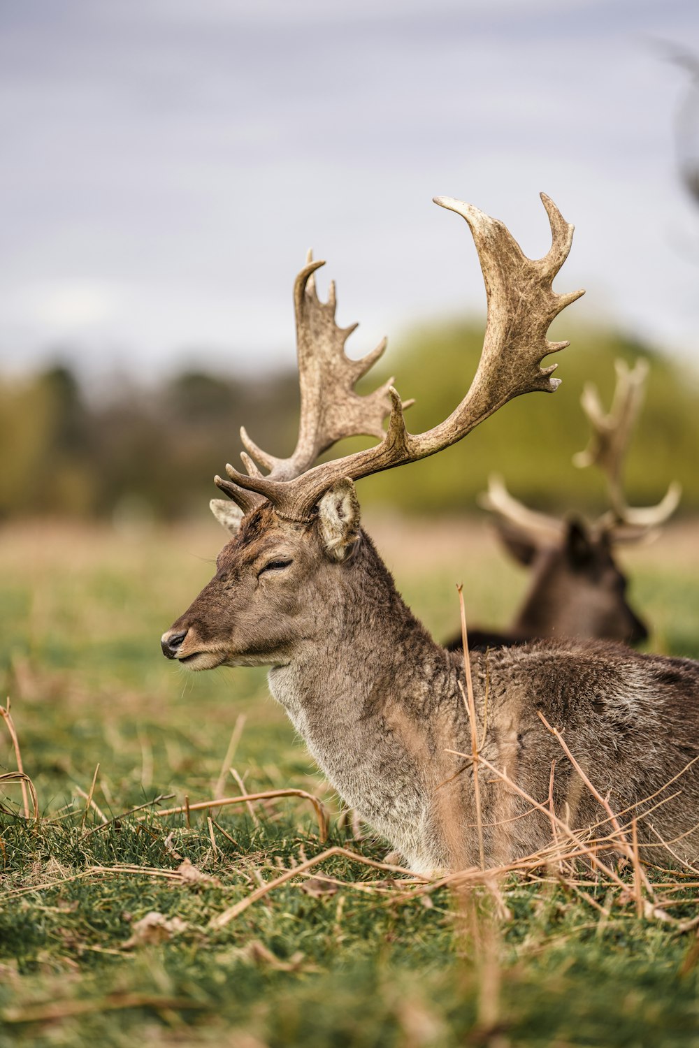 brown deer on green grass during daytime