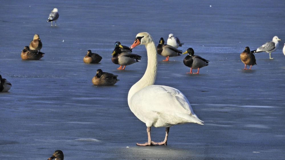 white swan on water during daytime