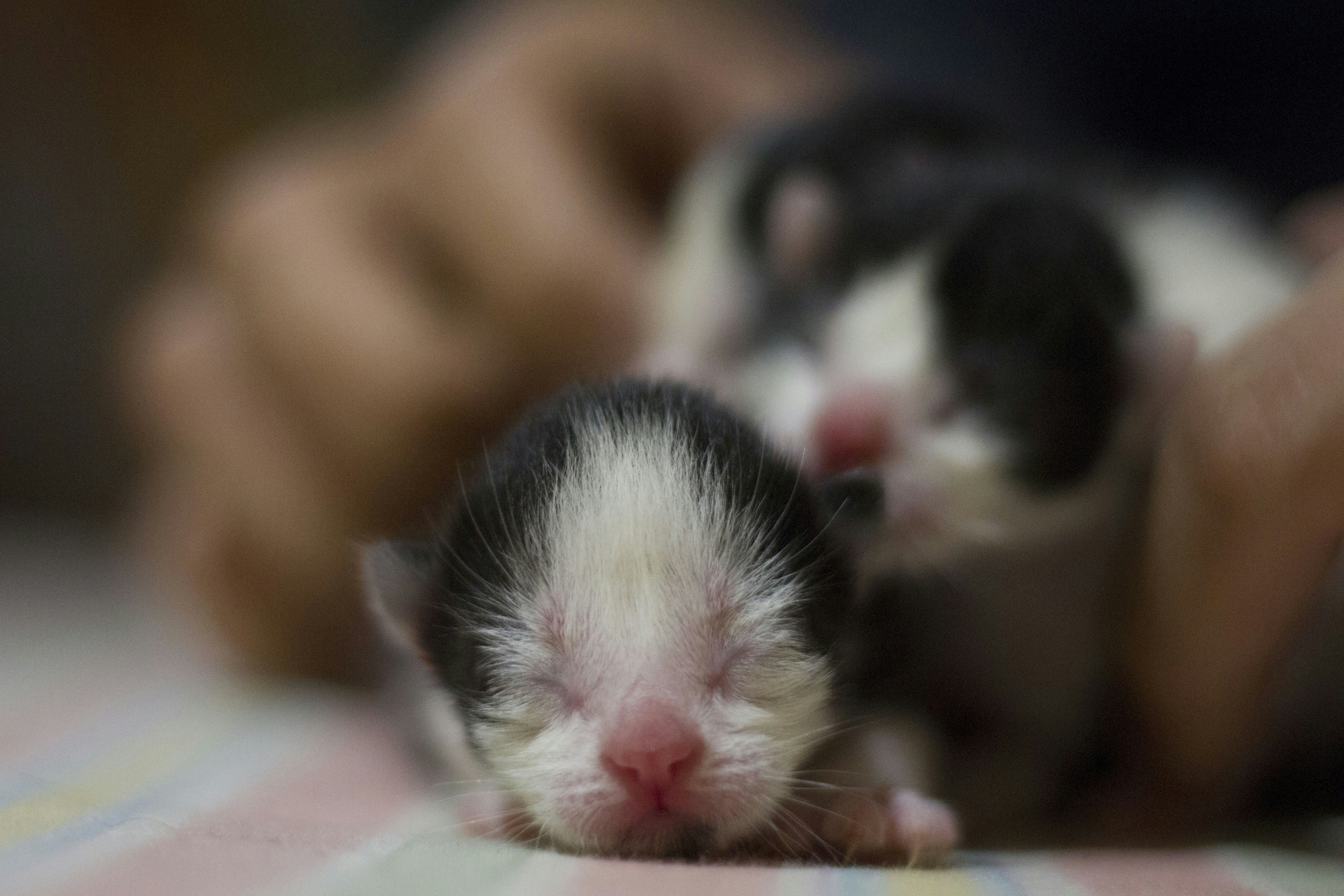 How To Prepare Your Home for a New Feline Family Member