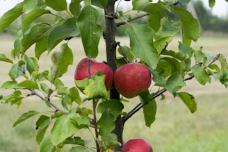 A small apple tree with several ripe red apples hanging among green leaves. The background is blurred, featuring a grassy field with some indistinct foliage.