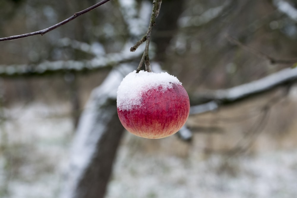 red apple on brown tree branch