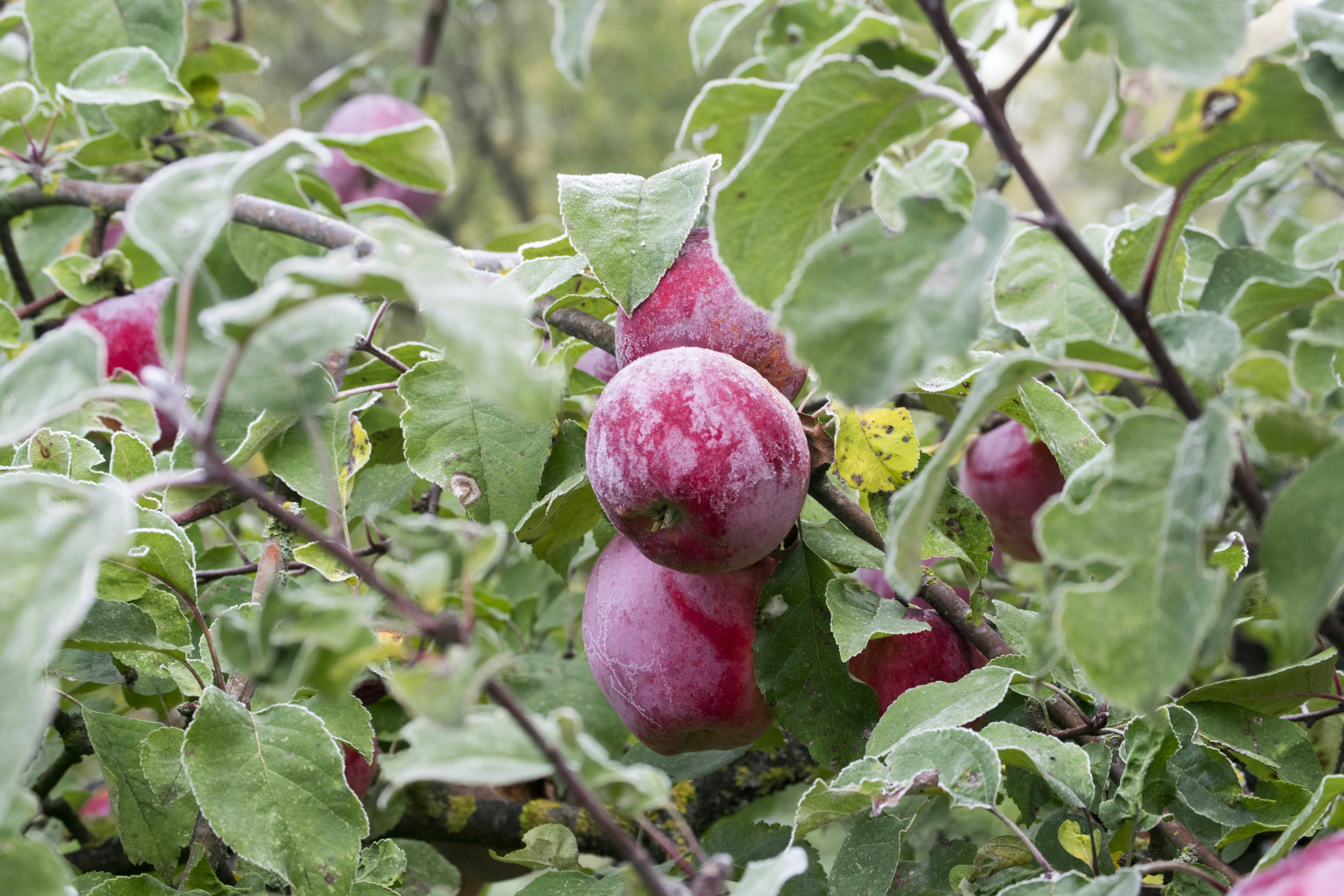 red and green fruit on tree
