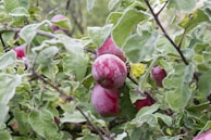 Ripe red apples hang on branches surrounded by dense green foliage. The leaves are vibrant and plentiful, creating a lush backdrop for the fruit.