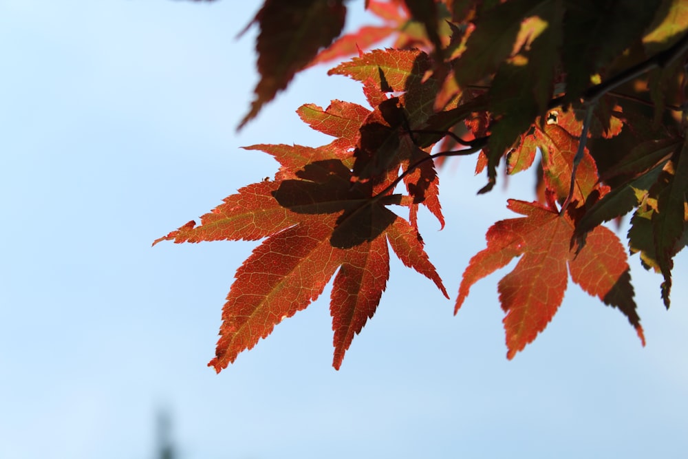 red and green leaves during daytime