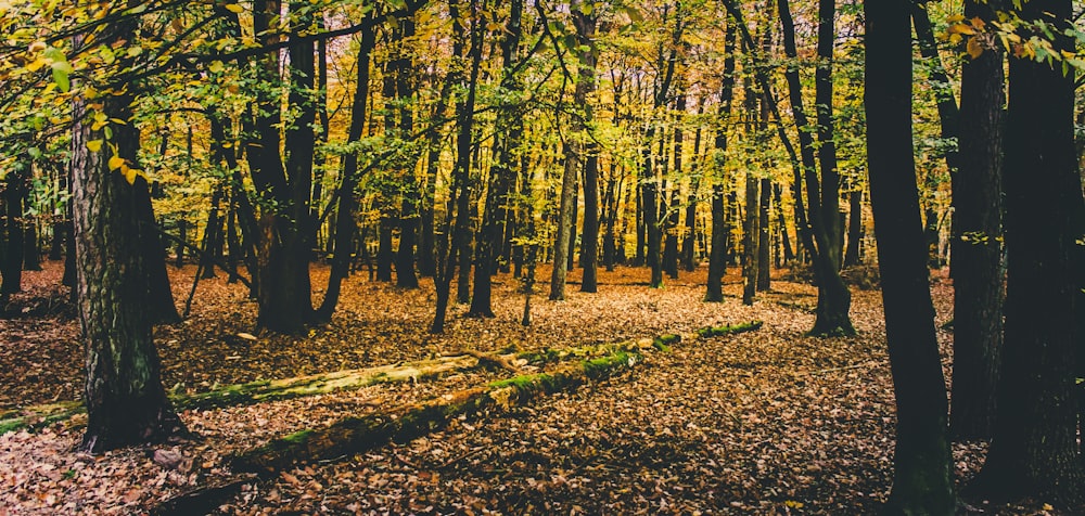 brown and green trees during daytime