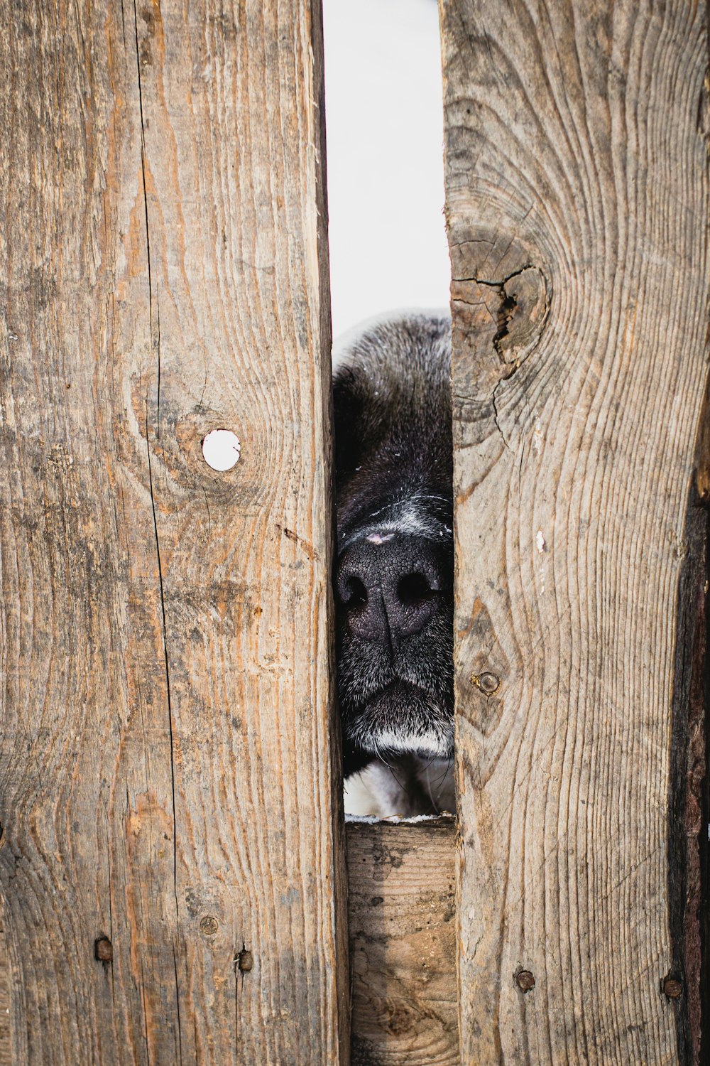 cão preto e branco de pelagem curta na cerca de madeira marrom