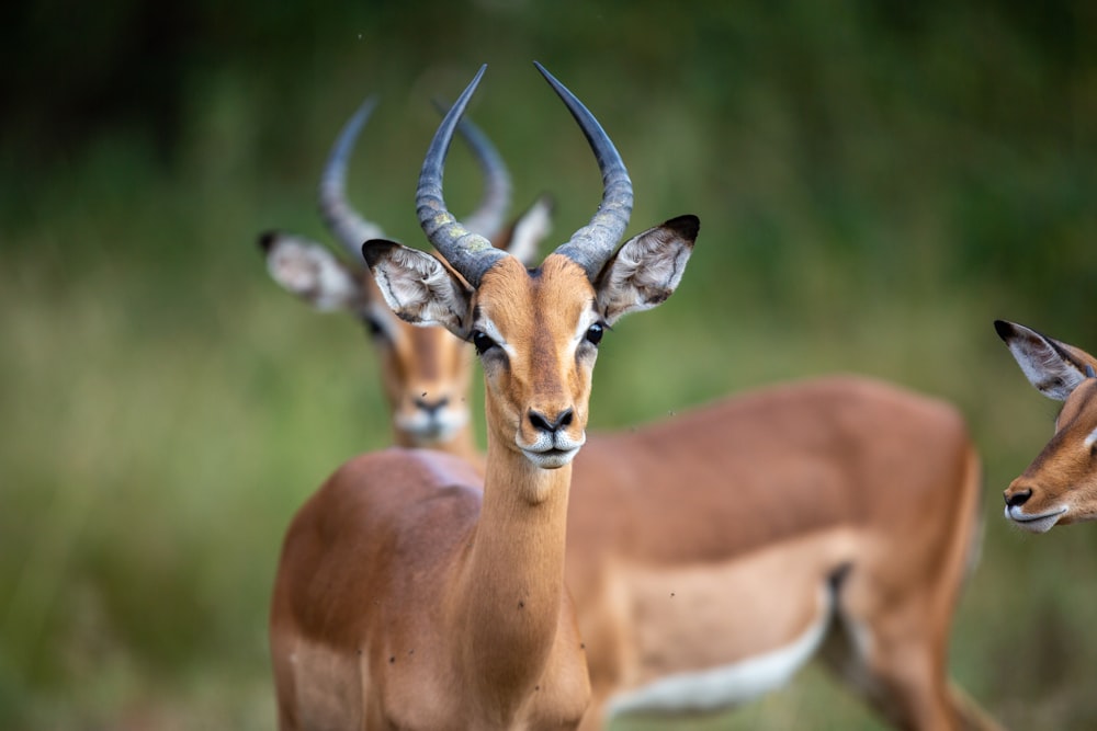 brown deer in tilt shift lens