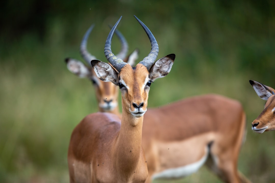  brown deer in tilt shift lens antelope