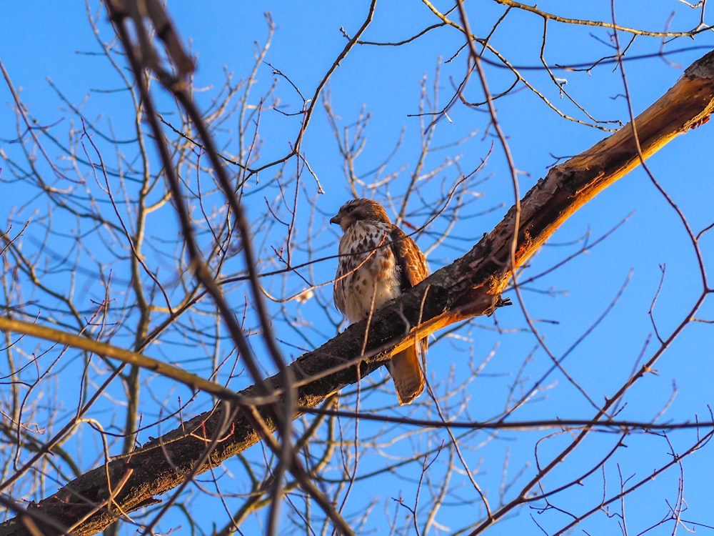 brown bird on brown tree branch during daytime