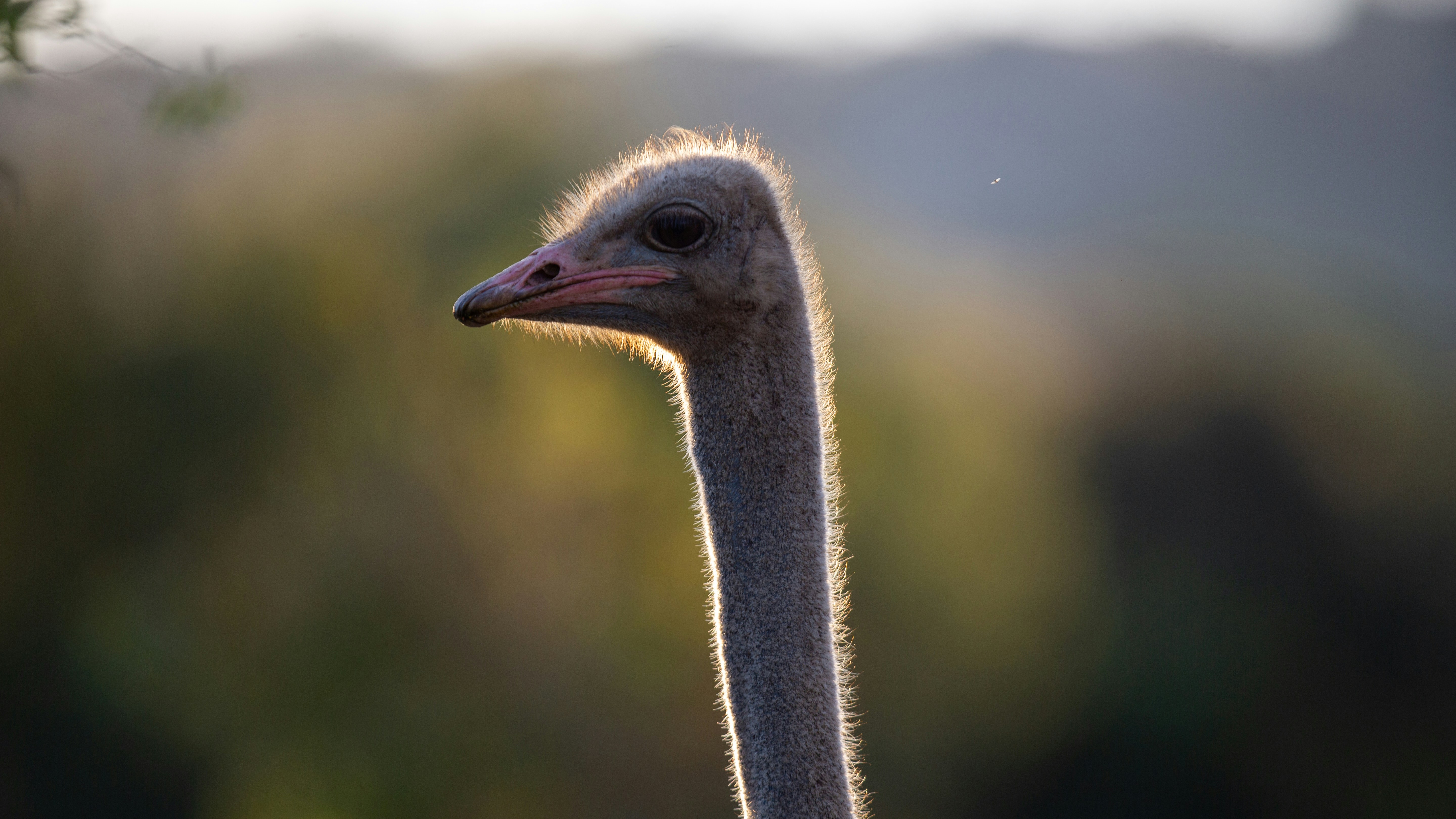 Photo by sirloinchop