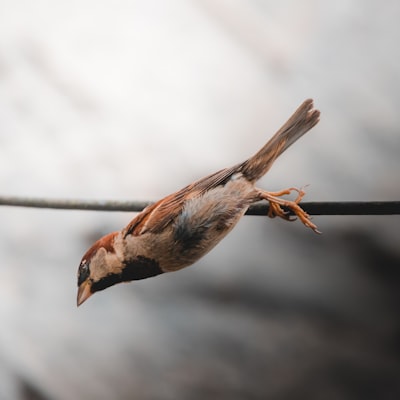 brown and black bird on brown stick