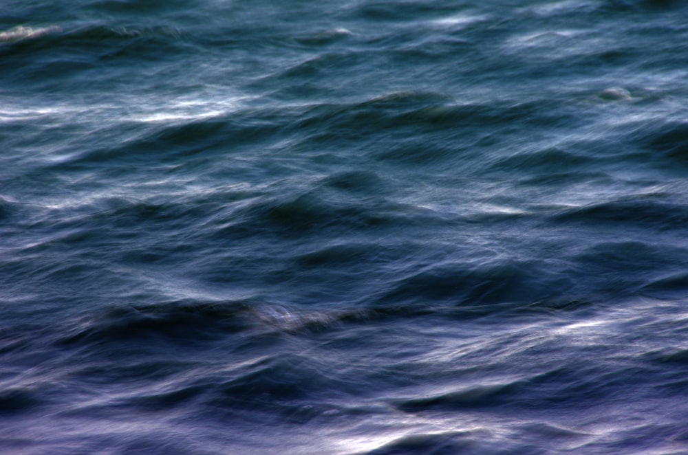 a bird flying over a body of water